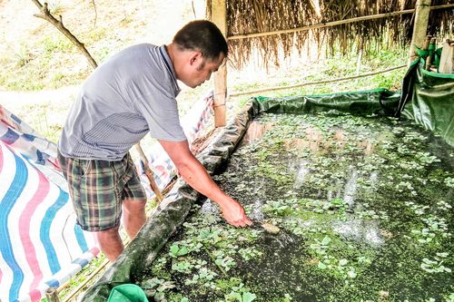 Nông dân Nghệ An xóa đói giảm nghèo nhờ nuôi ốc bươu đen