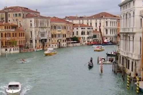 Italy: Thành phố du lịch Venice cảnh báo nguy cơ chim hải âu có thế tấn công du khách