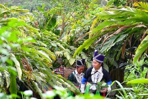 Người 'đi đầu dẫn lối' đưa củ gừng của bà con dân bản ra thế giới