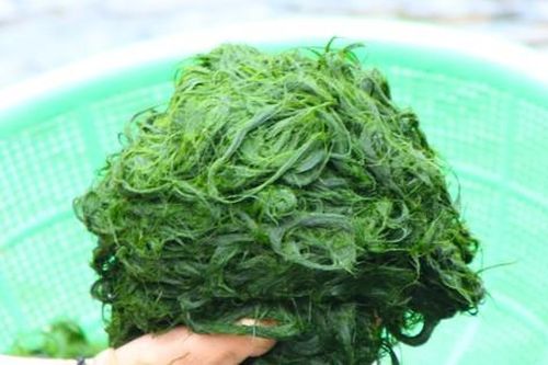 Độc đáo món ăn từ rêu đá ở vùng cao Nghệ An
