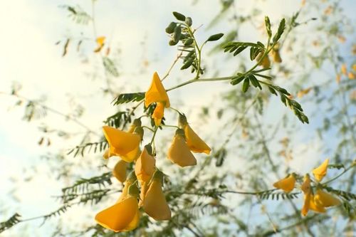 'Hoa mai' mùa nước nổi