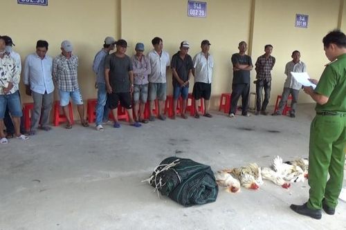 Triệt phá nhóm đối tượng đánh bạc dưới hình thức đá gà