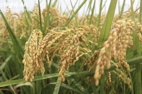 Gạo đặc sản miền Tây Nghệ An: Giá trị cao nhưng phát triển manh mún
