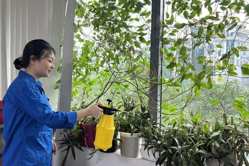 Tuổi trẻ Hội Luật gia Việt Nam hưởng ứng 'Ngày Chủ nhật xanh' lần 4