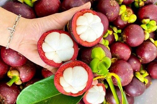 Măng cụt Bảo Lộc được cấp chứng nhận đăng ký nhãn hiệu độc quyền