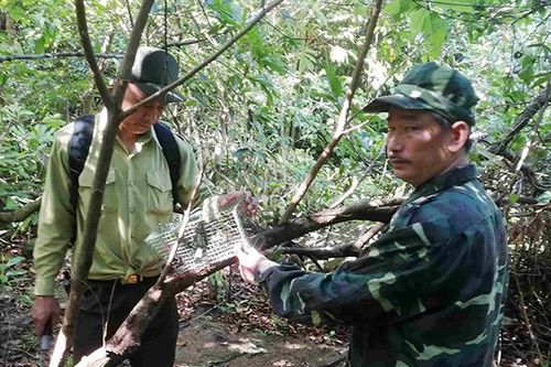 Đà Nẵng: Phát hiện hàng nghìn bẫy thú trái phép tại bán đảo Sơn Trà