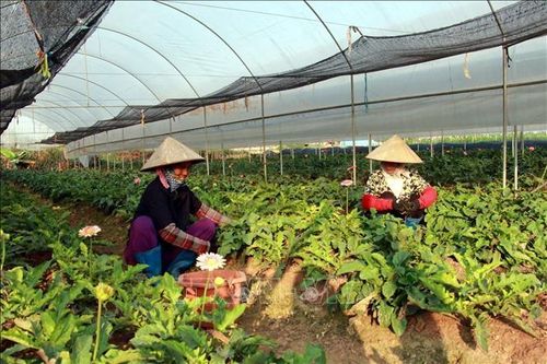 Diện mạo mới cho kinh tế tập thể