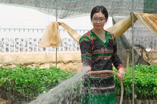 Đắk Nông: Mô hình sinh kế góp phần đảm bảo tiếng nói cho phụ nữ dân tộc thiểu số