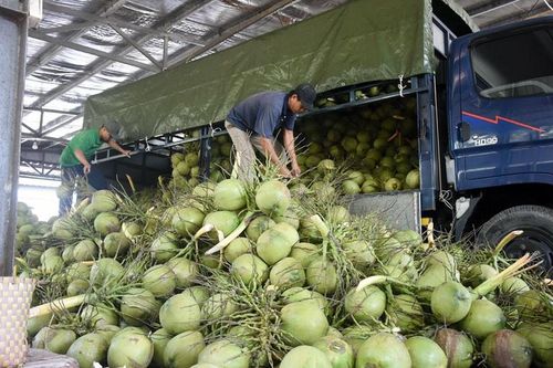 Xuất khẩu dừa tươi: Cơ hội mới cho ngành hàng kinh tế chủ lực tỉnh Bến Tre