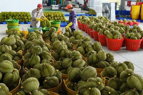 Chuỗi nông sản quá lỏng lẻo: Cần chế tài gắn kết