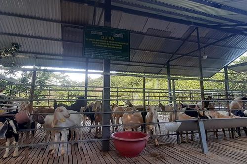 Khánh Vĩnh: Thử nghiệm mô hình nuôi dê sinh sản