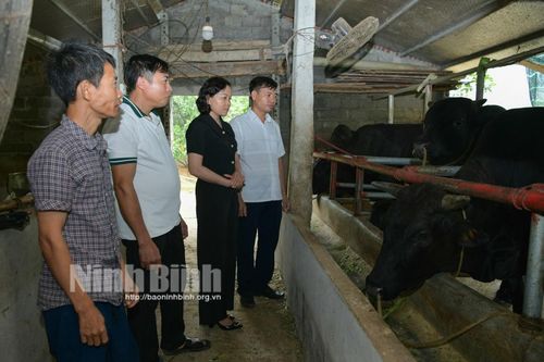 Hiệu quả từ Tổ hội nghề nghiệp nuôi nhím và bò nhốt chuồng tại Đá Hàn