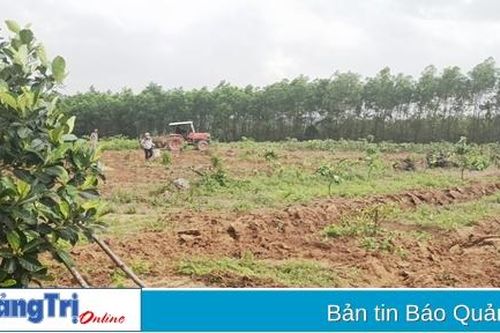 Cam Lộ: Trồng thử nghiệm 4,5 ha gừng xen cây ăn quả