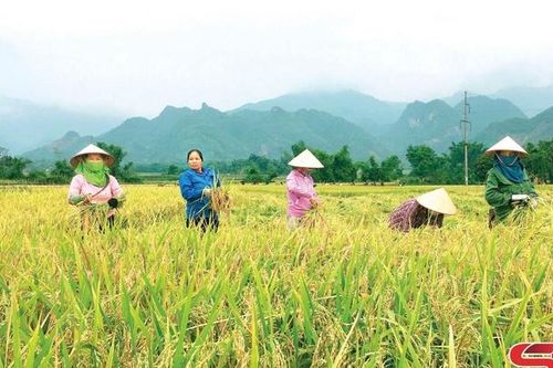 'Dân vận khéo' trong xây dựng NTM ở Phù Yên • Kỳ I: Những cách làm linh hoạt, phù hợp từ cơ sở