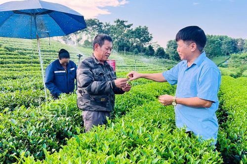 Chuyện về một làng nghề chè truyền thống