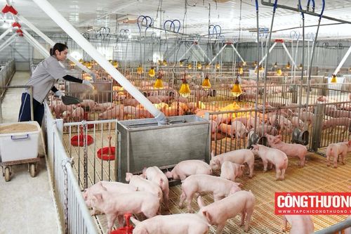 Kỳ vọng gì về triển vọng kinh doanh của Tập đoàn Dabaco (DBC) những tháng cuối năm?