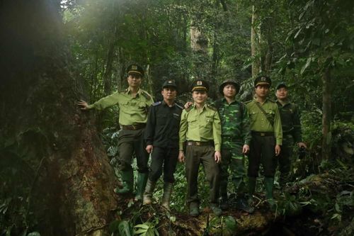 Tuyên Quang: Na Hang quản lý, bảo vệ rừng