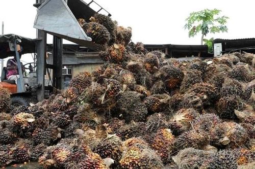 Malaysia tăng cường xuất khẩu dầu cọ sang Trung Quốc