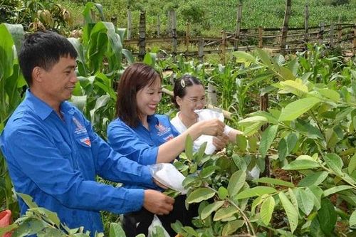 Sức trẻ thổi bùng ngọn lửa khởi nghiệp, vươn lên thoát nghèo