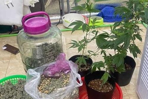 Trồng cần sa trong... phòng ngủ