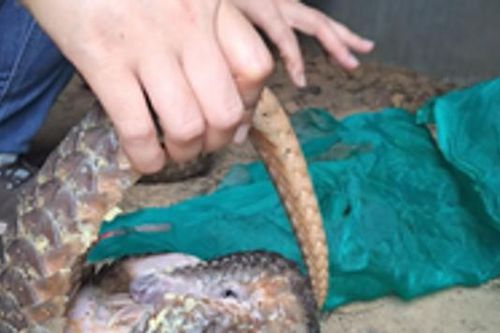 Bắt ổ nhóm buôn bán, vận chuyển tê tê Java quý hiếm