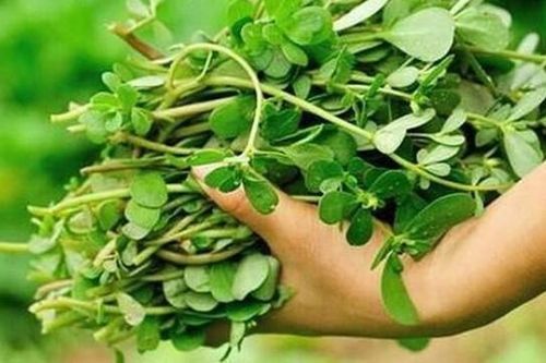 Món ngon từ rau dại (1): Loại rau ví như 'cỏ trường thọ' có nhiều vào mùa mưa, chế biến được nhiều món ăn rất ngon và bổ