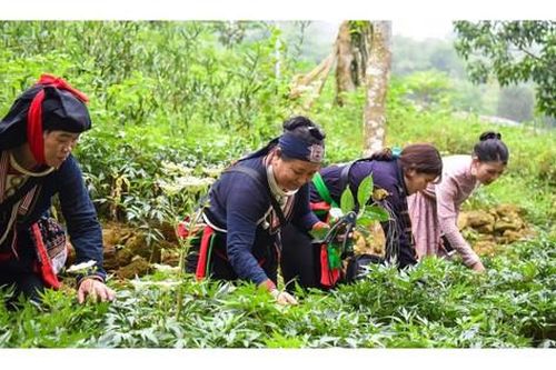 Bước đầu hình thành hệ thống 'chuỗi giá trị' phát triển dược liệu quý vùng dân tộc thiểu số và miền núi