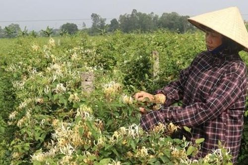 Phát triển, mở rộng trồng dược liệu giúp nâng cao thu nhập, xóa đói giảm nghèo