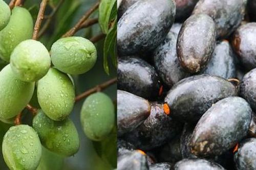 9 bài thuốc trị bệnh từ quả trám