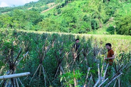 Triển khai trồng dược liệu quý ở Bắc Kạn cải thiện sinh kế, nâng cao đời sống cho bà con
