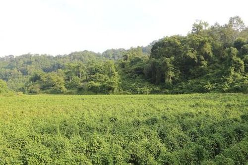 Bảo tồn, gìn giữ 'kho báu' dược liệu ở Núi Mẫu Sơn