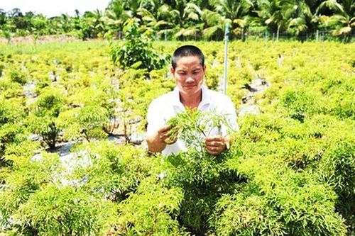Hà Giang theo đuổi mục tiêu trở thành vùng trọng điểm Quốc gia về dược liệu