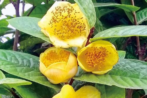 Trà hoa vàng – nữ hoàng của các loại trà và công dụng không phải ai cũng biết.