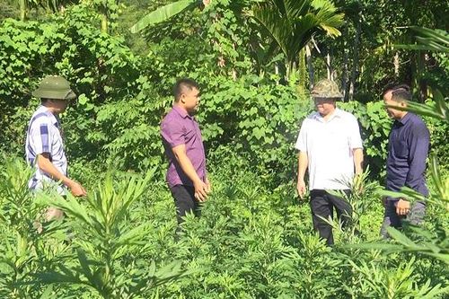 Ghi nhận sau hơn 2 năm phát triển trồng dược liệu ở Lang Chánh