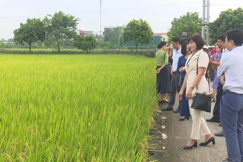Nhân rộng mô hình sản xuất lúa hữu cơ ở huyện Thường Tín