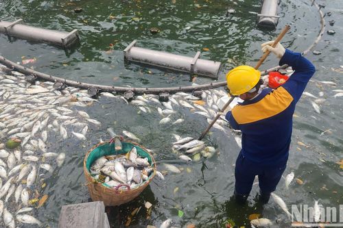 Cá lại chết hàng loạt tại hồ Tây