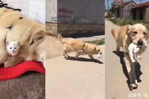 Đau đầu vì chó cưng có 'sở thích' tặng quà cho chủ