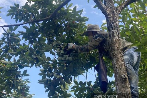 Trồng loại hồng không hạt nông dân Bắc Kạn thắng lớn