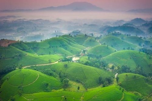 Đồi chè Long Cốc - Tuyệt tác của thiên nhiên