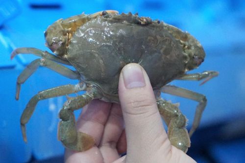 Chở nước biển lên núi nuôi cua, 9X dân tộc Thái kiếm hơn nửa tỷ mỗi năm