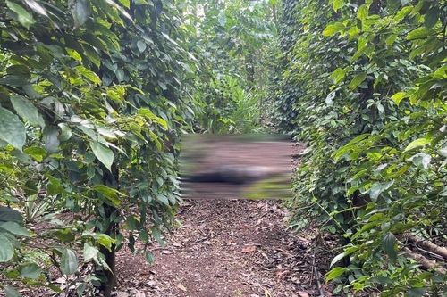 Người phụ nữ tử vong bất thường trong vườn tiêu