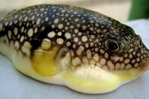 Ăn cá nóc nấu cánh chua, 3 người ngộ độc, 1 người đã tử vong