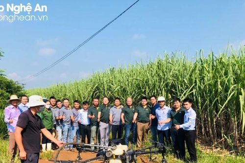 Giá đường tăng kỷ lục, doanh nghiệp Nghệ An đầu tư mở rộng vùng nguyên liệu, cải tiến công nghệ sản xuất