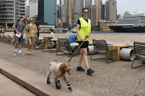 'Đội tuần tra 4 chân' xua đuổi hải âu ở Australia