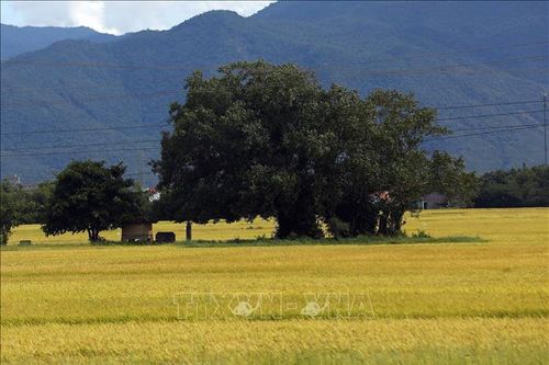 Đến Phú Yên mùa lúa chín