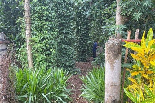 Bà Rịa - Vũng Tàu: Điều tra vụ người phụ nữ tử vong trong vườn tiêu