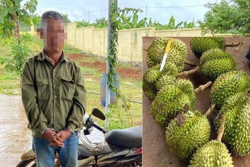 Khởi tố người đàn ông cắt trộm 9 quả sầu riêng