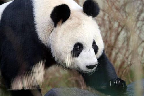 Tìm thấy bộ xương gấu trúc bên trong mộ 2.000 năm tuổi