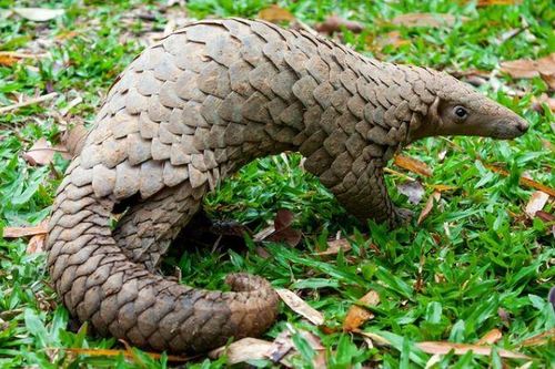 Vảy tê tê có thể cứng đến mức hàm răng của sư tử cũng không thể đâm thủng
