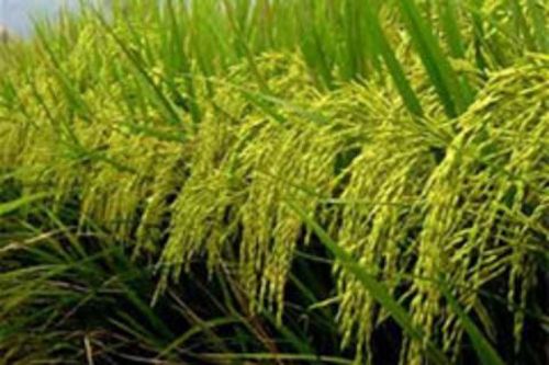 Nông dân Thái Lan khó tận dụng cơ hội từ giá gạo tăng mạnh